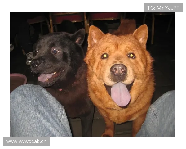 乔治家的狗都比某些首发挣得多